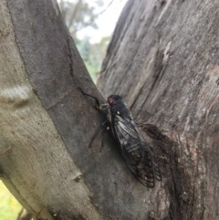 Psaltoda moerens at Hughes, ACT - 30 Nov 2020 01:40 AM