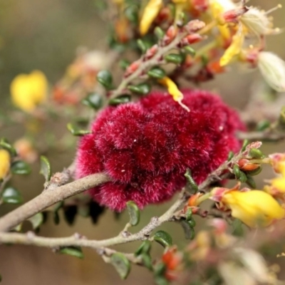 Tanaostigmodes sp. (genus) (Undescribed) (Bossiaea gall wasp) at Namadgi National Park - 21 Nov 2020 by RWPurdie