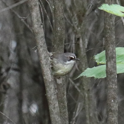 Sericornis frontalis (White-browed Scrubwren) at O'Connor, ACT - 29 Nov 2020 by ConBoekel