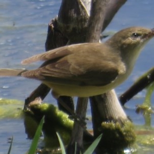 Acrocephalus australis at Fyshwick, ACT - 25 Nov 2020