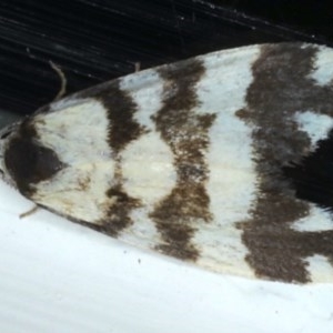 Thallarcha partita at Ainslie, ACT - 27 Nov 2020 11:14 AM