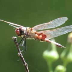 Tramea loewii (Common Glider) at Fyshwick, ACT - 24 Nov 2020 by RobParnell