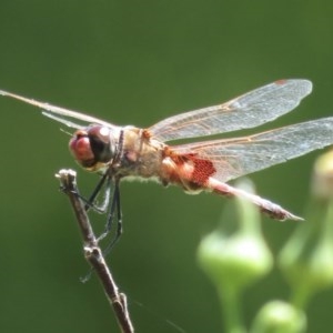 Tramea loewii at Fyshwick, ACT - 25 Nov 2020