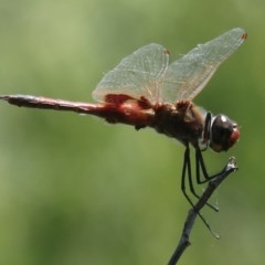 Tramea loewii at Fyshwick, ACT - 25 Nov 2020