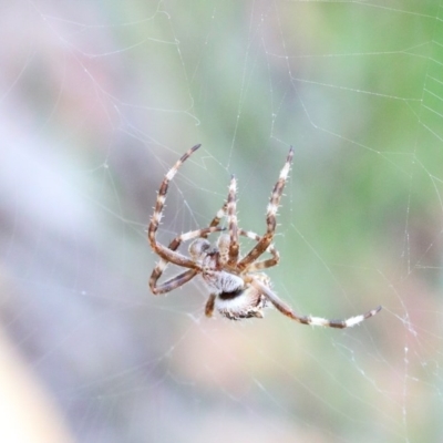 Araneinae (subfamily) (Orb weaver) at Dryandra St Woodland - 29 Nov 2020 by ConBoekel