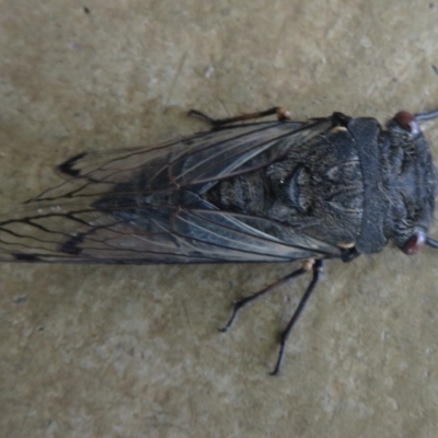 Psaltoda moerens (Redeye cicada) at Curtin, ACT - 20 Nov 2020 by RobParnell