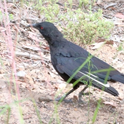 Corcorax melanorhamphos (White-winged Chough) at Dryandra St Woodland - 29 Nov 2020 by ConBoekel