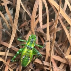 Tettigoniidae (family) at Chapman, ACT - 30 Nov 2020