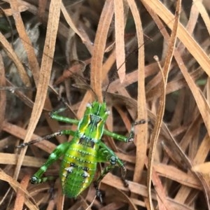 Tettigoniidae (family) at Chapman, ACT - 30 Nov 2020