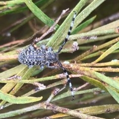 Ancita marginicollis (A longhorn beetle) at Chapman, ACT - 29 Nov 2020 by WindyHen