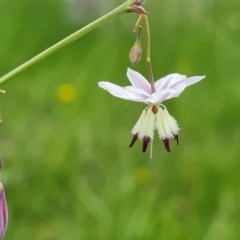 Arthropodium milleflorum at Symonston, ACT - 30 Nov 2020