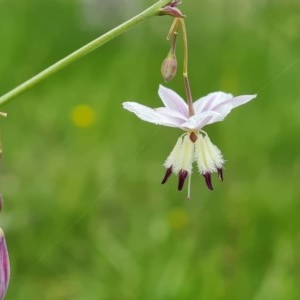 Arthropodium milleflorum at Symonston, ACT - 30 Nov 2020