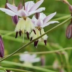 Arthropodium milleflorum at Symonston, ACT - 30 Nov 2020