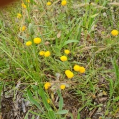 Leptorhynchos squamatus (Scaly Buttons) at Isaacs Ridge Offset Area - 29 Nov 2020 by Mike