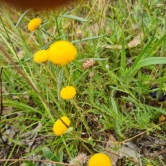 Leptorhynchos squamatus at Isaacs Ridge - 30 Nov 2020