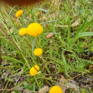 Leptorhynchos squamatus at Isaacs Ridge - 30 Nov 2020