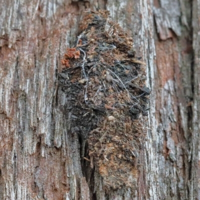 Cebysa leucotelus (Australian Bagmoth) at Dryandra St Woodland - 29 Nov 2020 by ConBoekel