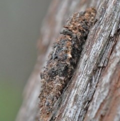 Cebysa leucotelus at O'Connor, ACT - 29 Nov 2020 09:21 PM