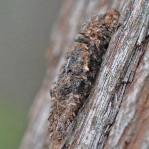 Cebysa leucotelus at O'Connor, ACT - 29 Nov 2020