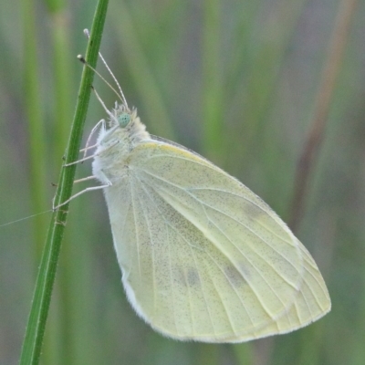 Pieris rapae (Cabbage White) at O'Connor, ACT - 29 Nov 2020 by ConBoekel