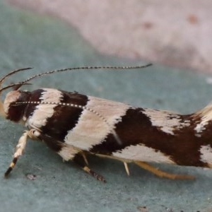 Macrobathra desmotoma at O'Connor, ACT - 29 Nov 2020 10:04 PM