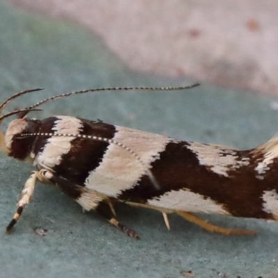 Macrobathra desmotoma ( A Cosmet moth) at O'Connor, ACT - 29 Nov 2020 by ConBoekel