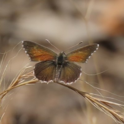 Neolucia agricola (Fringed Heath-blue) at Theodore, ACT - 29 Nov 2020 by Owen