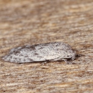 Agriophara undescribed species at Melba, ACT - 13 Nov 2020 12:29 PM