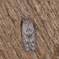 Agriophara undescribed species at Melba, ACT - 13 Nov 2020 12:29 PM