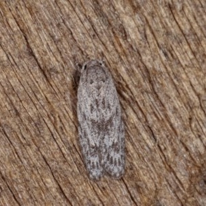 Agriophara undescribed species at Melba, ACT - 13 Nov 2020 12:29 PM