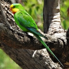 Polytelis swainsonii (Superb Parrot) at Curtin, ACT - 30 Nov 2020 by JohnBundock