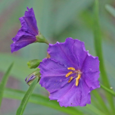 Solanum linearifolium (Kangaroo Apple) at Dryandra St Woodland - 9 Feb 2021 by ConBoekel