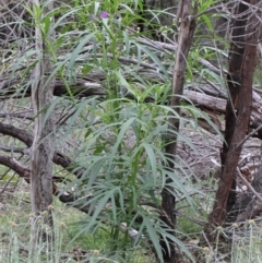 Solanum linearifolium at O'Connor, ACT - 9 Feb 2021 03:52 PM