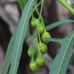 Solanum linearifolium at O'Connor, ACT - 9 Feb 2021 03:52 PM