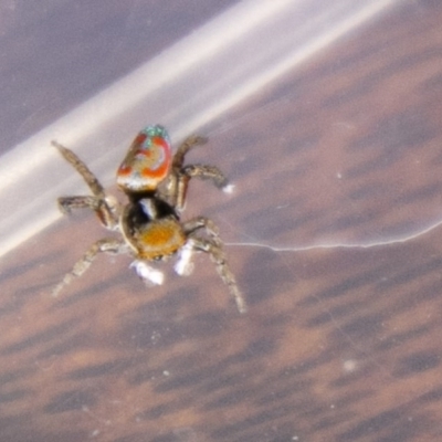 Maratus pavonis (Dunn's peacock spider) at Chapman, ACT - 30 Nov 2020 by SWishart