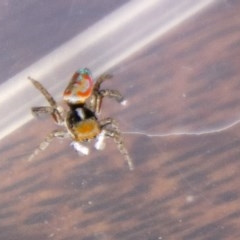 Maratus pavonis (Dunn's peacock spider) at Chapman, ACT - 29 Nov 2020 by SWishart