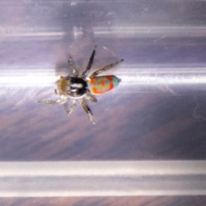 Maratus pavonis at Chapman, ACT - suppressed