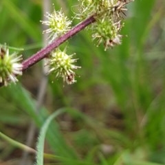 Acaena x ovina (Sheep's Burr) at Griffith, ACT - 29 Nov 2020 by SRoss