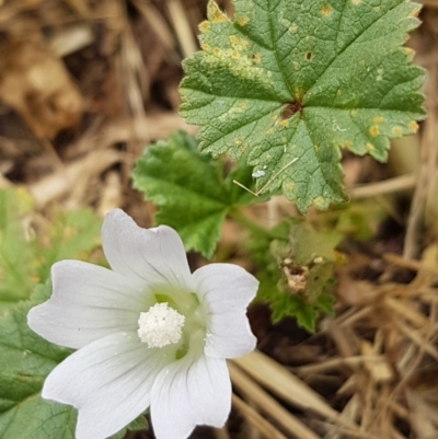 Malva neglecta (Dwarf Mallow) at Griffith, ACT - 29 Nov 2020 by SRoss