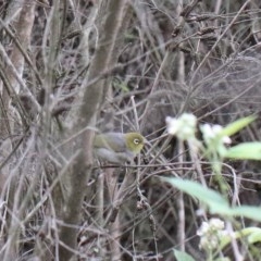 Zosterops lateralis (Silvereye) at Dryandra St Woodland - 29 Nov 2020 by ConBoekel