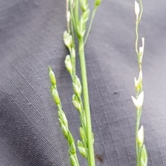 Ehrharta erecta (Panic Veldtgrass) at Griffith, ACT - 29 Nov 2020 by SRoss