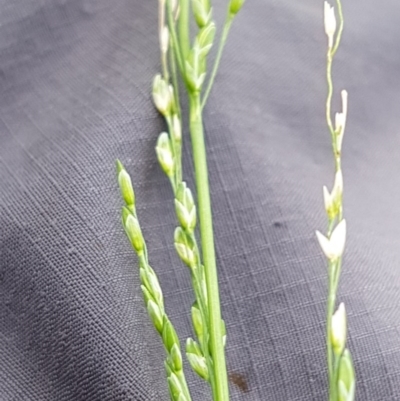 Ehrharta erecta (Panic Veldtgrass) at Griffith, ACT - 30 Nov 2020 by SRoss
