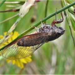 Yoyetta robertsonae (Clicking Ambertail) at Bruce Ridge to Gossan Hill - 29 Nov 2020 by JohnBundock