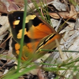 Heteronympha merope at Bruce, ACT - 30 Nov 2020