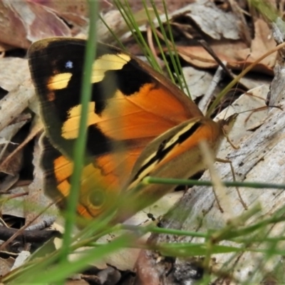 Heteronympha merope (Common Brown Butterfly) at Bruce Ridge to Gossan Hill - 29 Nov 2020 by JohnBundock