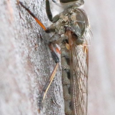 Cerdistus varifemoratus (Robber fly) at O'Connor, ACT - 29 Nov 2020 by ConBoekel