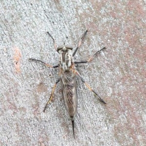 Cerdistus varifemoratus at O'Connor, ACT - 29 Nov 2020