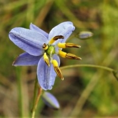 Dianella revoluta var. revoluta (Black-Anther Flax Lily) at Bruce, ACT - 30 Nov 2020 by JohnBundock