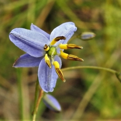 Dianella revoluta var. revoluta (Black-Anther Flax Lily) at Bruce, ACT - 30 Nov 2020 by JohnBundock