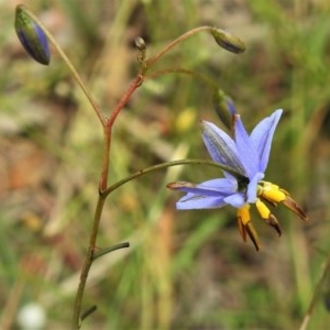 Dianella revoluta var. revoluta at Bruce, ACT - 30 Nov 2020 01:22 AM